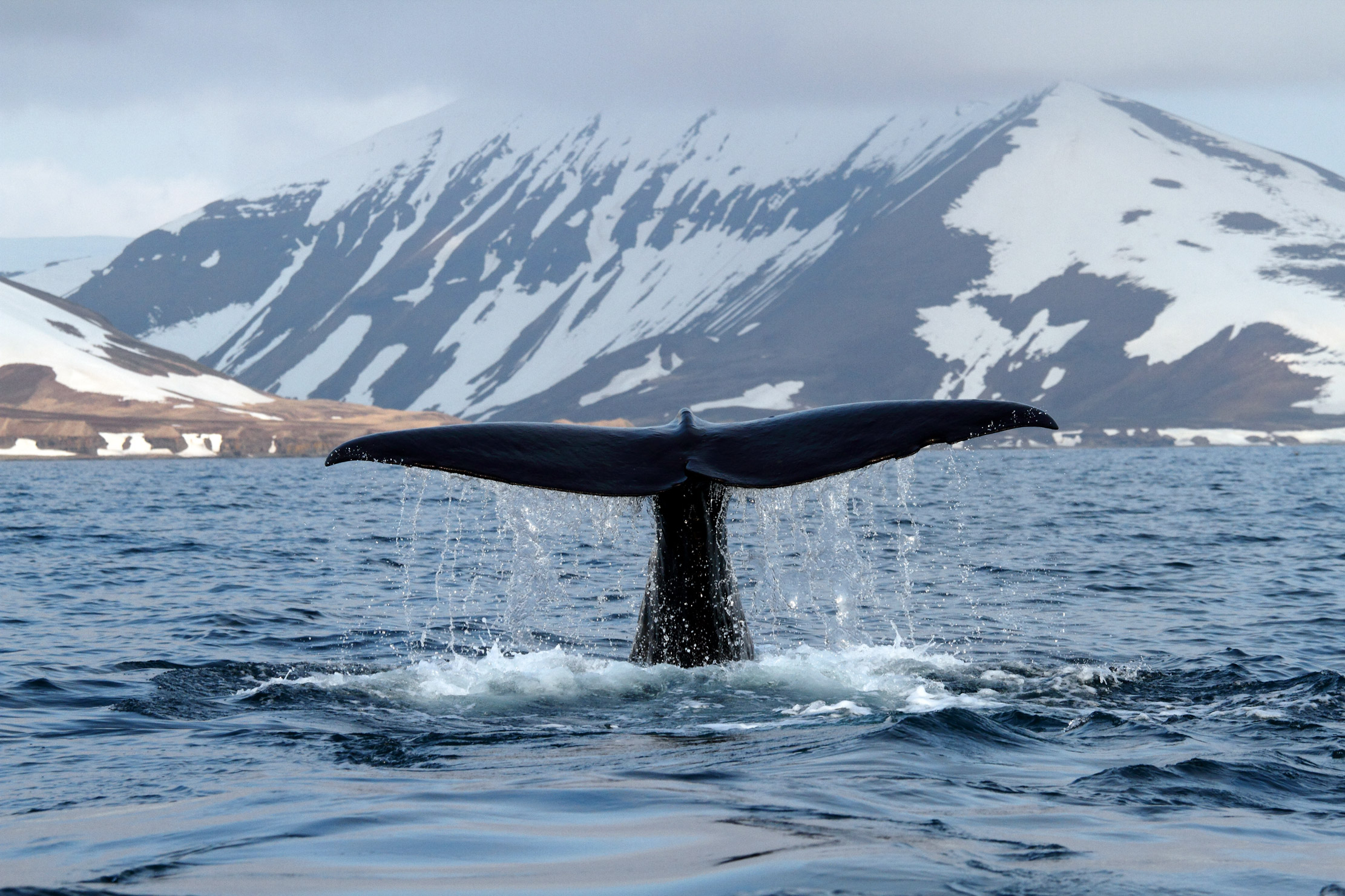 Жизнь с китами на краю земли