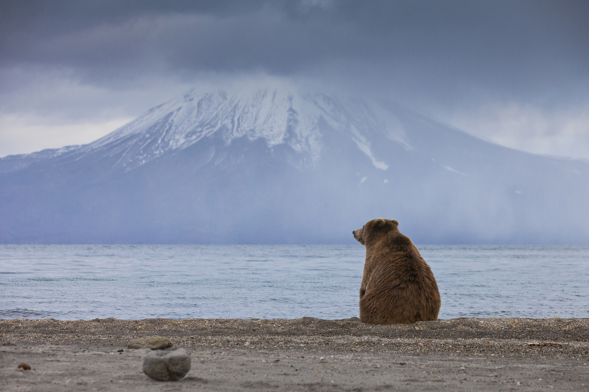 Максим Батырев: медведь идет смотреть цунами