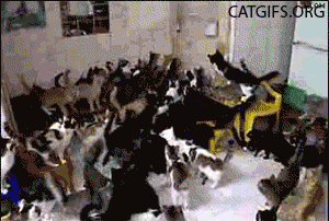 Котовасия в Рио в гифках с котиками
