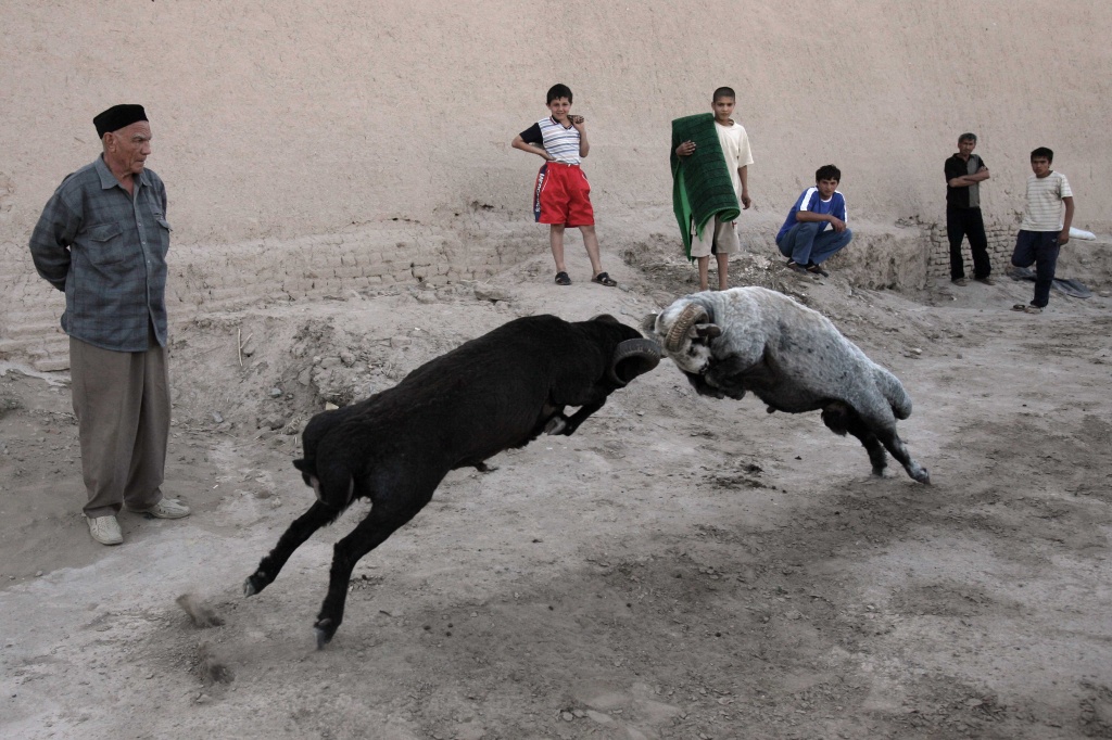 Дерущиеся бараны. Узбекистан, Хива, 2008.