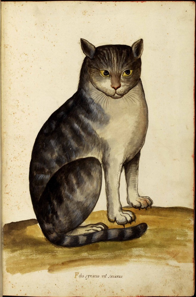 «Кот», Улиссе Альдрованди, ок.1522-1602 гг.