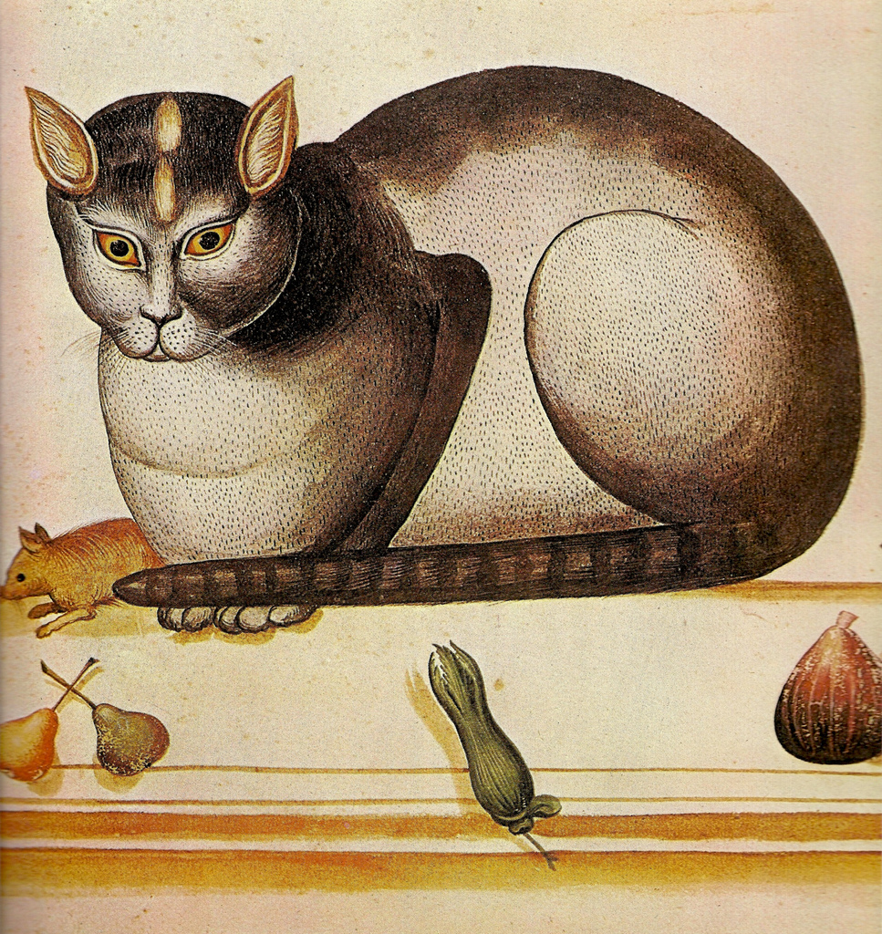 «Кошка», Улиссе Альдрованди, ок. 1590-1605 гг.