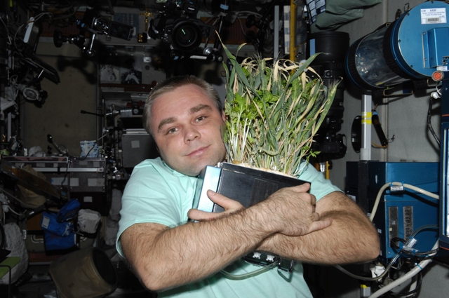 Максим Сураев выращивает пшеницу на станции