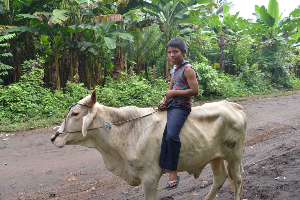 Пастух верхом на корове, Никарагуа.