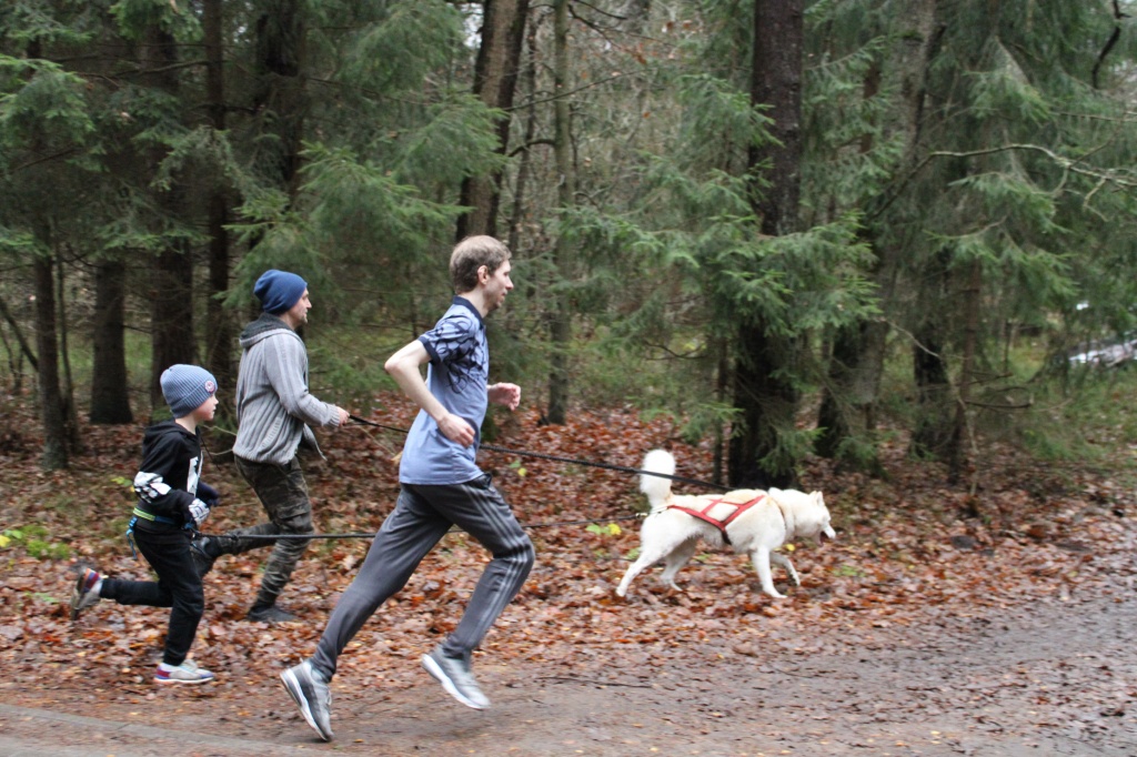 Каникросс — дисциплина ездового спорта, в которой собака тянет за собой бегущего спортсмена. Шнур, соединяющий собаку с человеком, прикрепляется к поясному ремню.