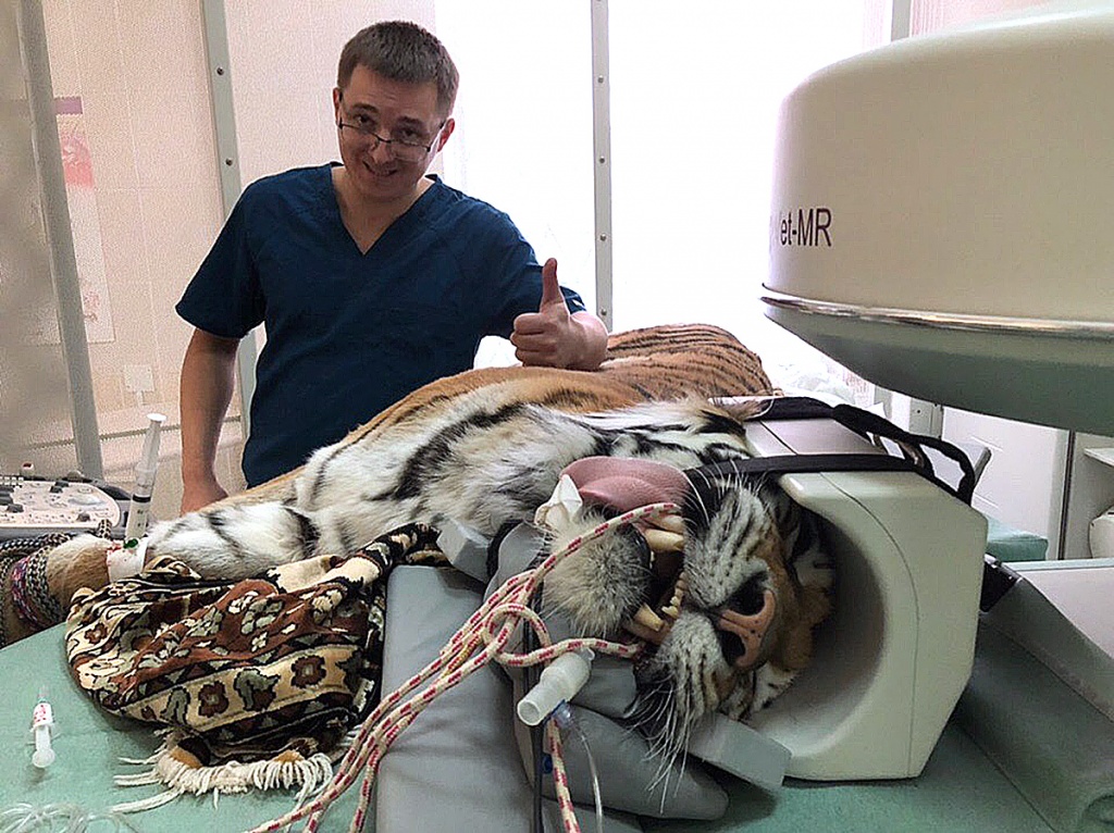 Очередная пациента Горшкова — тигрица.