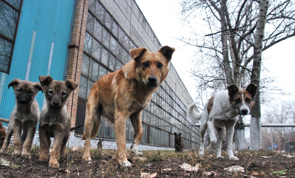 «Мы не хотим собачий концлагерь в Ростове. Вы хотите?»