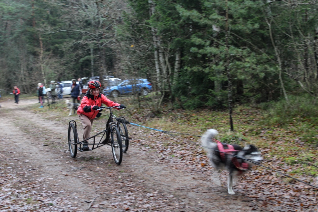Собаки, тянущие 3-колесный карт с человеком, развивают скорость до 45 км/ч.