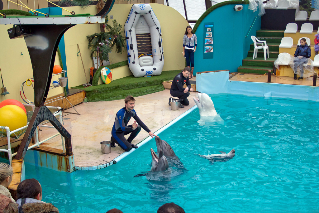 Баста и Zivert у бассейна, игры с дельфинами: где отдохнуть на воде в Ростове-на-Дону этим летом?