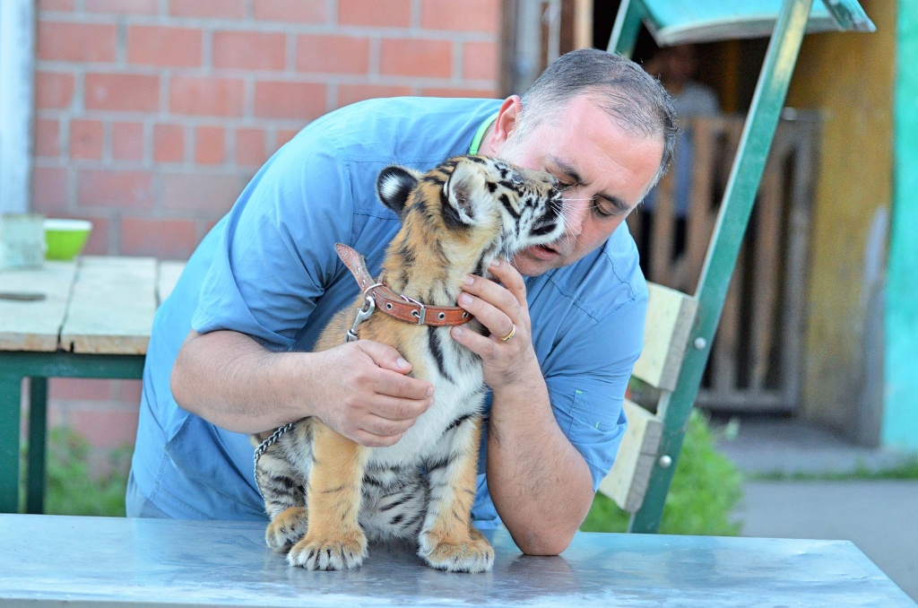 Доктор Даллакян и амурский тигр Гектор, июль прошлого года. (Заглавное фото — тоже с Гектором.) 