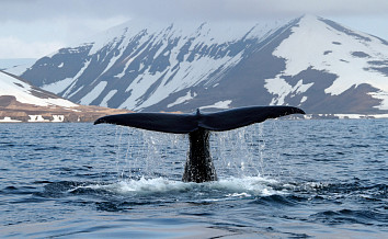 Жизнь с китами на краю земли