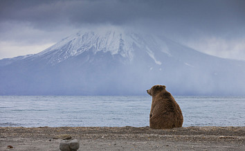 Максим Батырев: медведь идет смотреть цунами